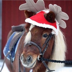 Reindeer Pony                   